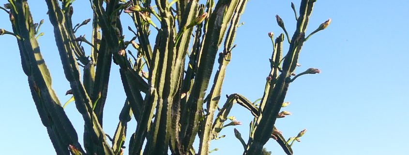 Hoher Kaktus vor einem Gebäude, blauer Himmel im Hintergrund. Perfektes Beispiel für tropische Vegetation.